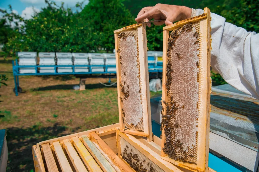 Cómo se produce la miel: del panal al frasco (proceso real)