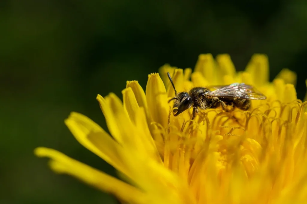 La importancia de las abejas en la alimentación mundial (y por qué deberías cuidarlas)