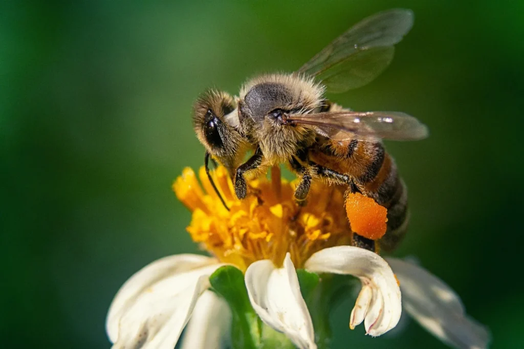 La importancia de las abejas en la alimentación mundial (y por qué deberías cuidarlas)